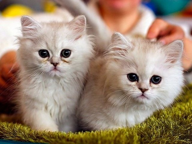 Породы кошек в Михайловске | ЗооТом портал о животных